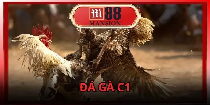Đá Gà C1