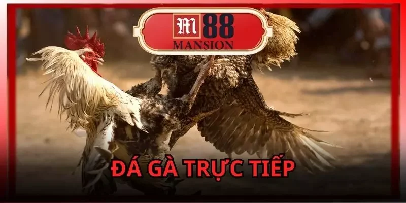 đá gà trực tiếp