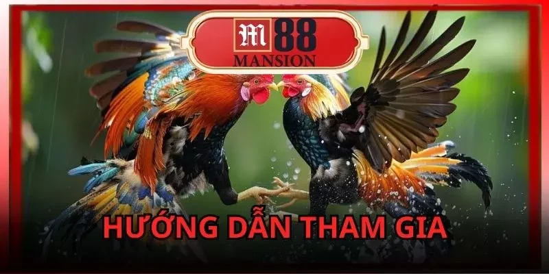 đá gà C1