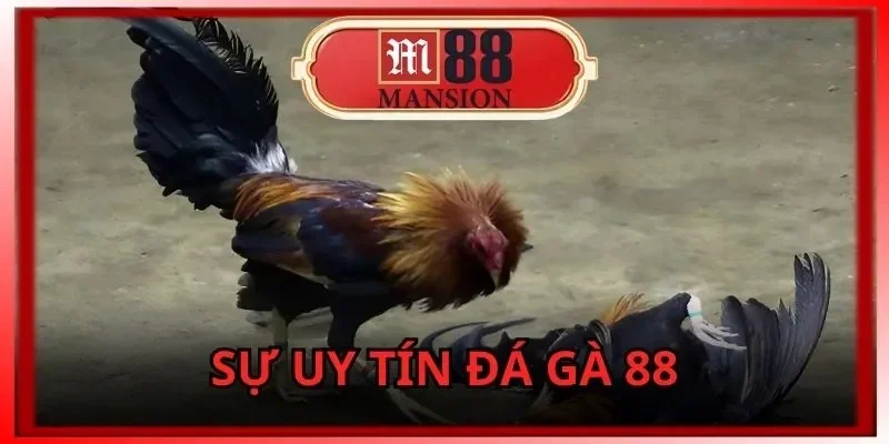 m88-da-ga-88-danh-gia-su-uy-tin-cua-trang-web-dau-ke-online