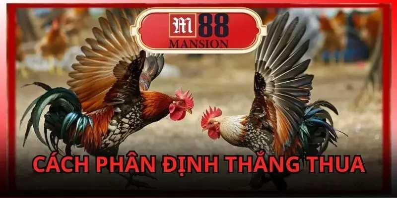 m88-da-ga-truc-tiep-cach-thuc-phan-dinh-thang-thua-co-ban