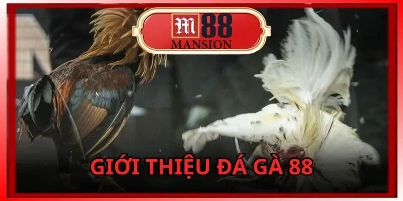 m88-gioi-thieu-thong-tin-co-ban-ve-da-ga-88