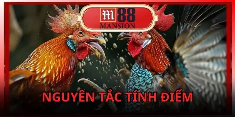 đá gà C1